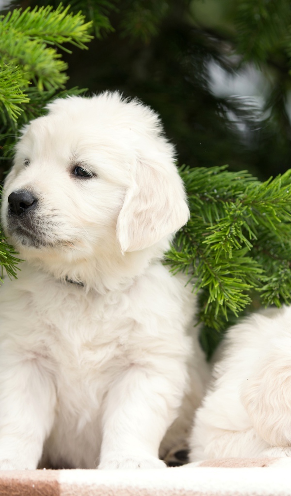 Два щенка золотистого ретривера под еловой веткой