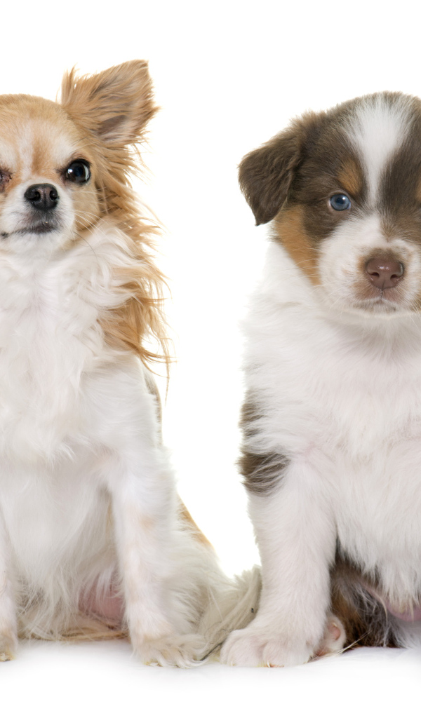 Два щенка на белом фоне 