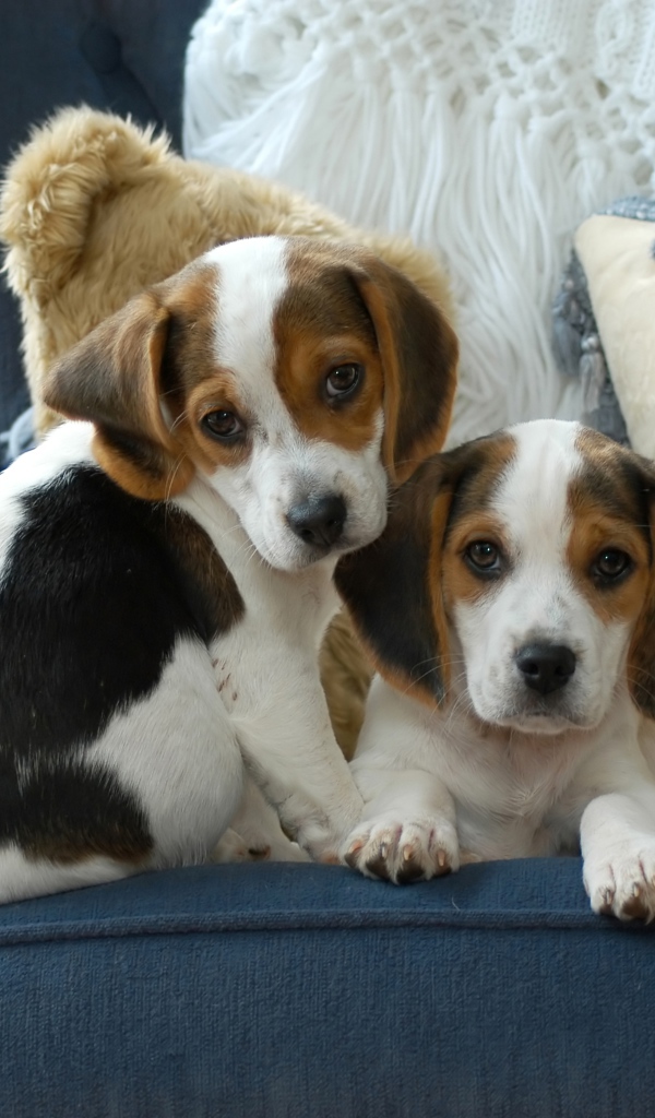 Два маленьких щенка бигля сидят на диване