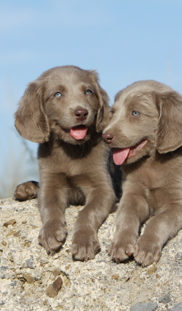 Два маленьких голубоглазых щенка лежат на камне