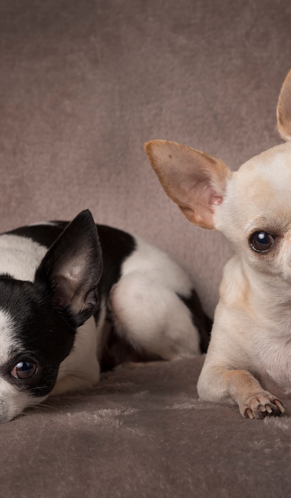 Две маленьких собаки породы чихуахуа на сером фоне