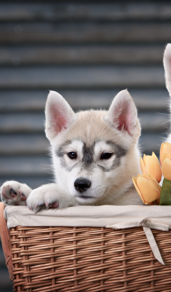 Два маленьких щенка хаски в корзине с тюльпанами