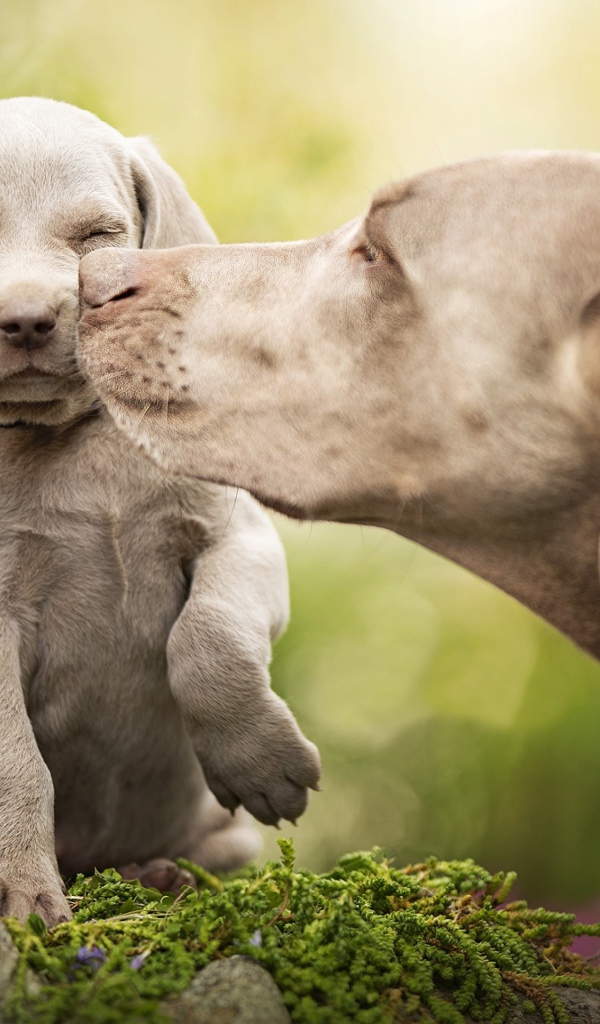 Собака породы Веймаранер со щенком