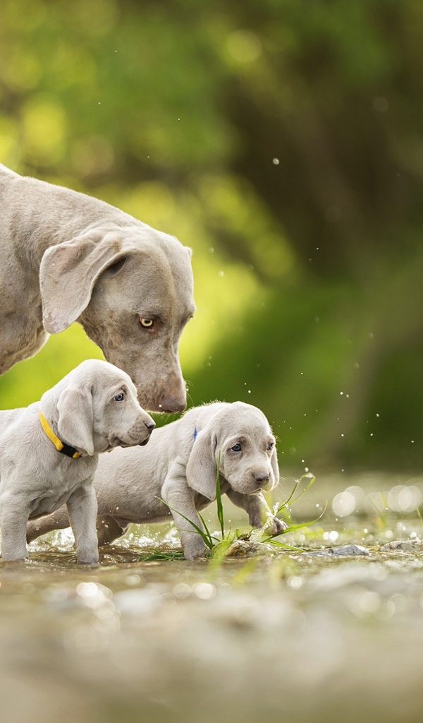 Собака породы Веймаранер с двумя щенками идут по воде