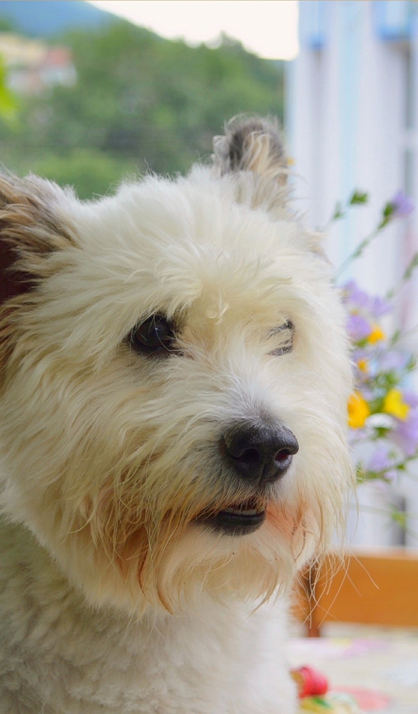 Вест-хайленд-уайт-терьер на балконе 