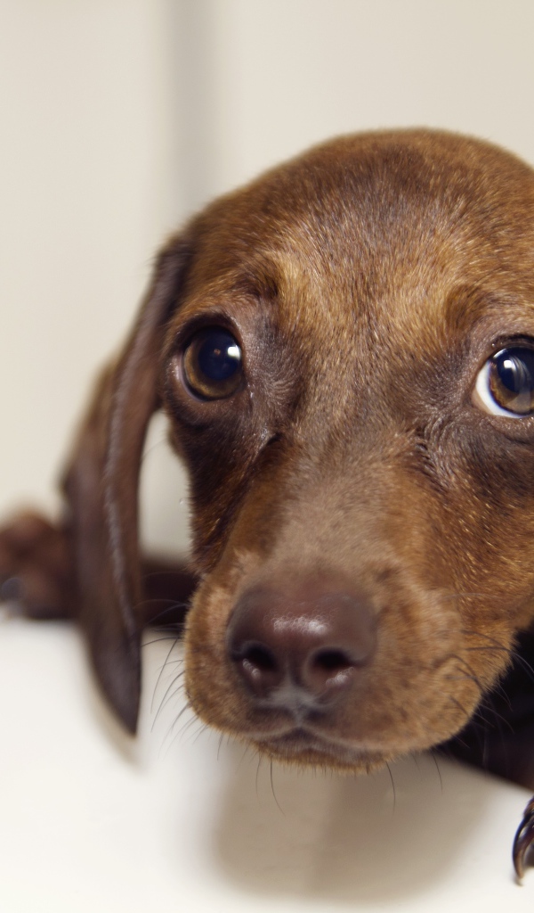 Мокрая такси стоит в ванной