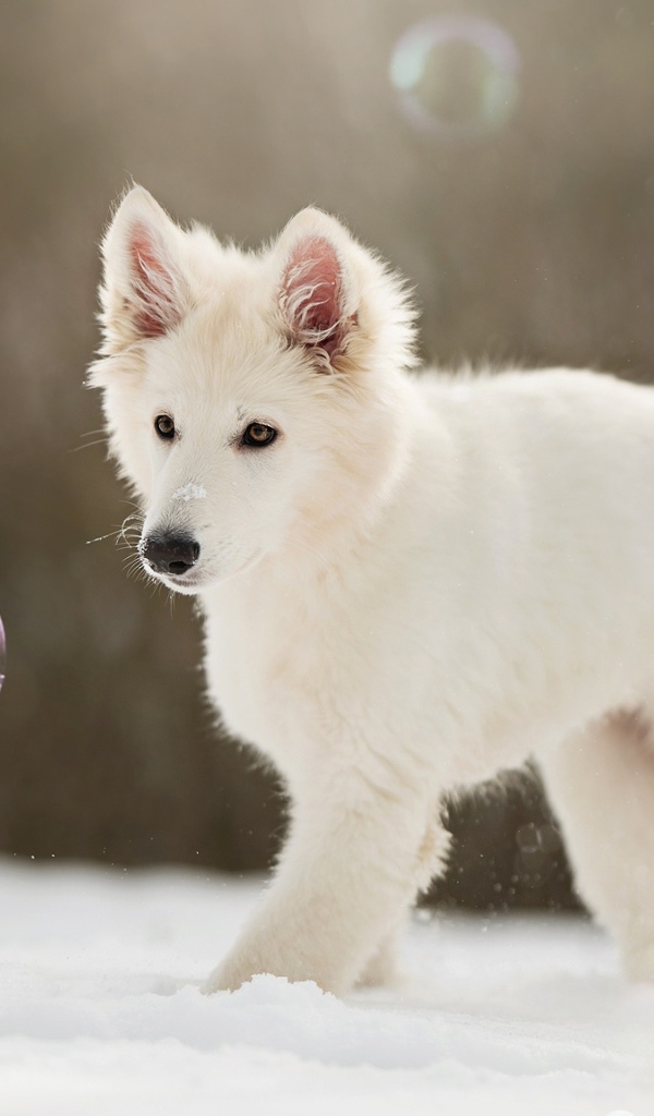 Белая швейцарская овчарка ловит мыльные пузыри