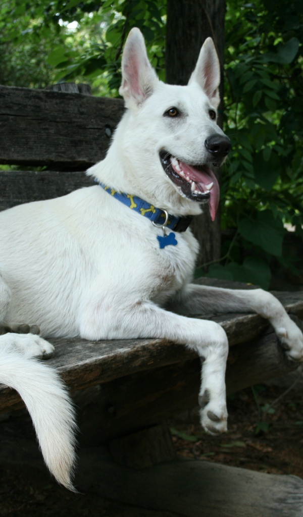 Белая швейцарская овчарка лежит на деревянной лавке