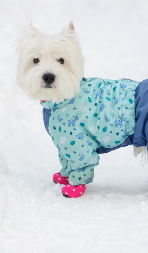 Белый Вест хайленд уайт терьер в костюме на снегу