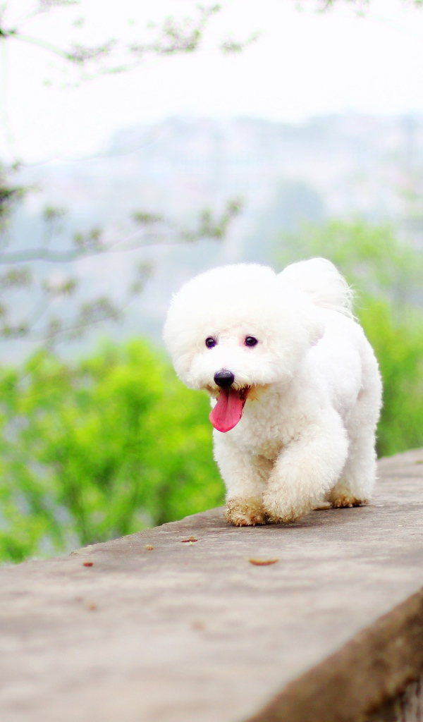 Белый Бишон фризе с высунутым языком