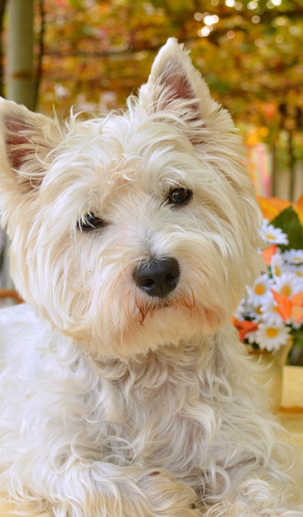 Белый забавный  Вест хайленд уайт терьер