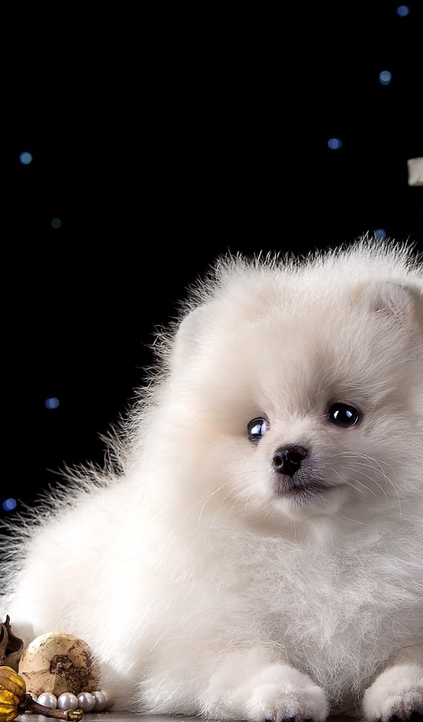 Белый маленький шпиц с новогодними украшениями