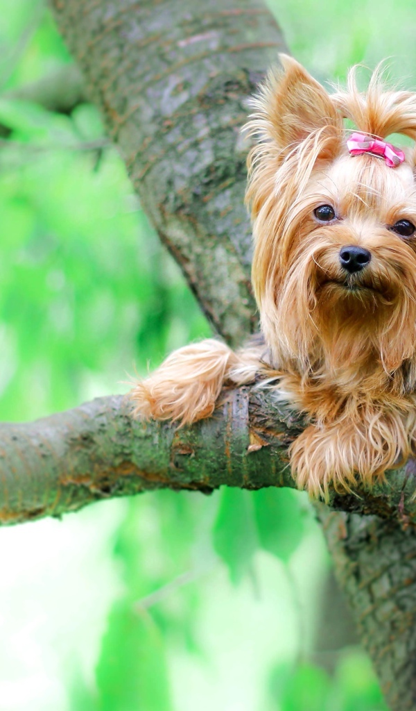 Йоркширский терьер сидит на ветке дерева