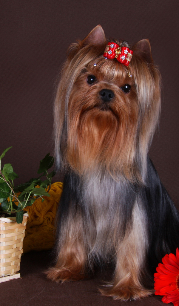 Йоркширский терьер с бантом на голове