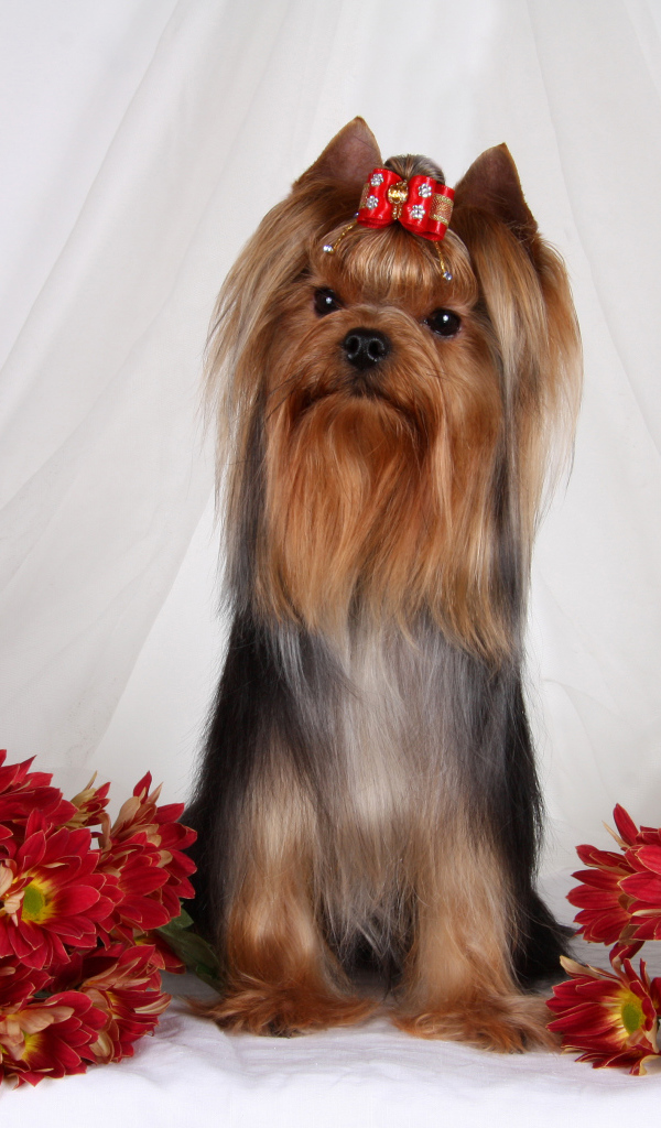 Йоркширский терьер с цветами хризантемы