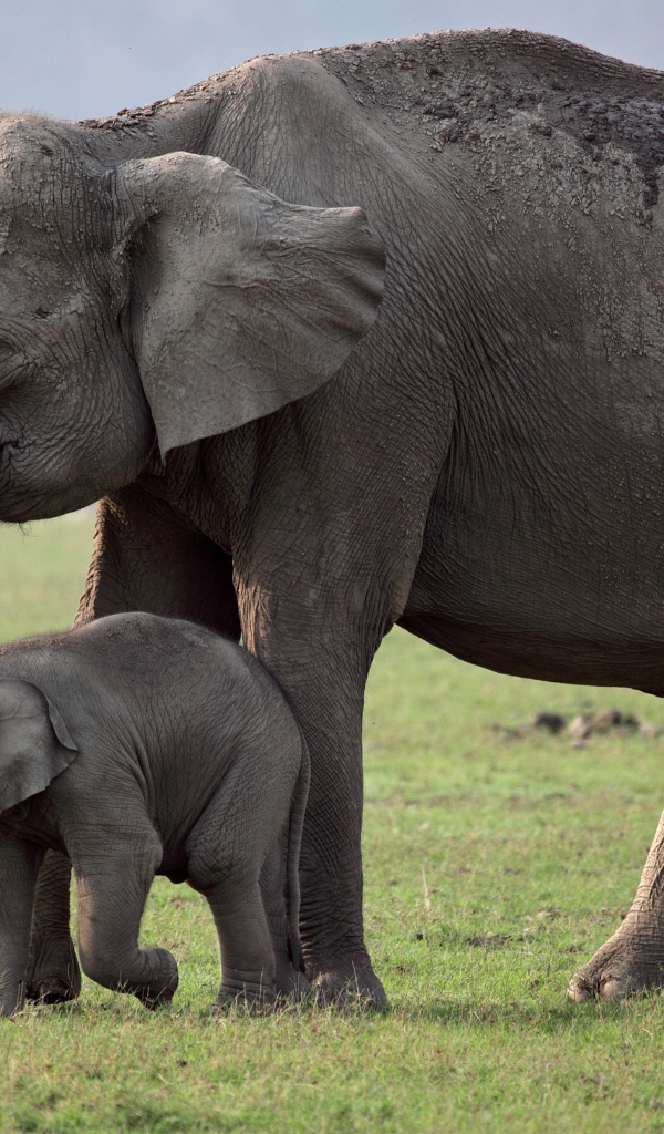 Большая слониха с детенышем