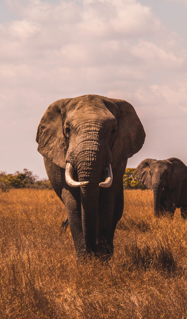 Большие слоны идут по сухой траве