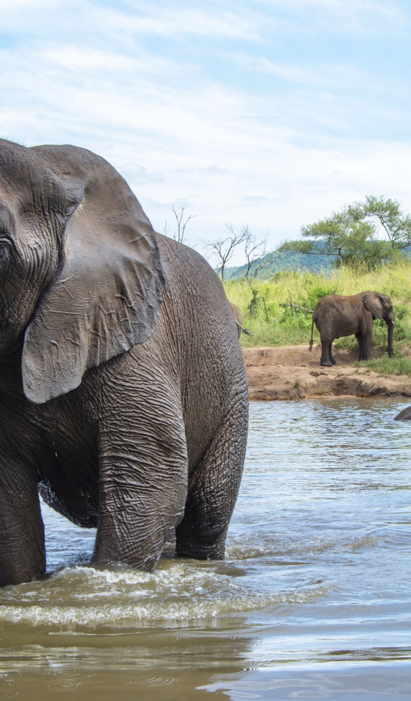 Большие слоны купаются в воде летом 