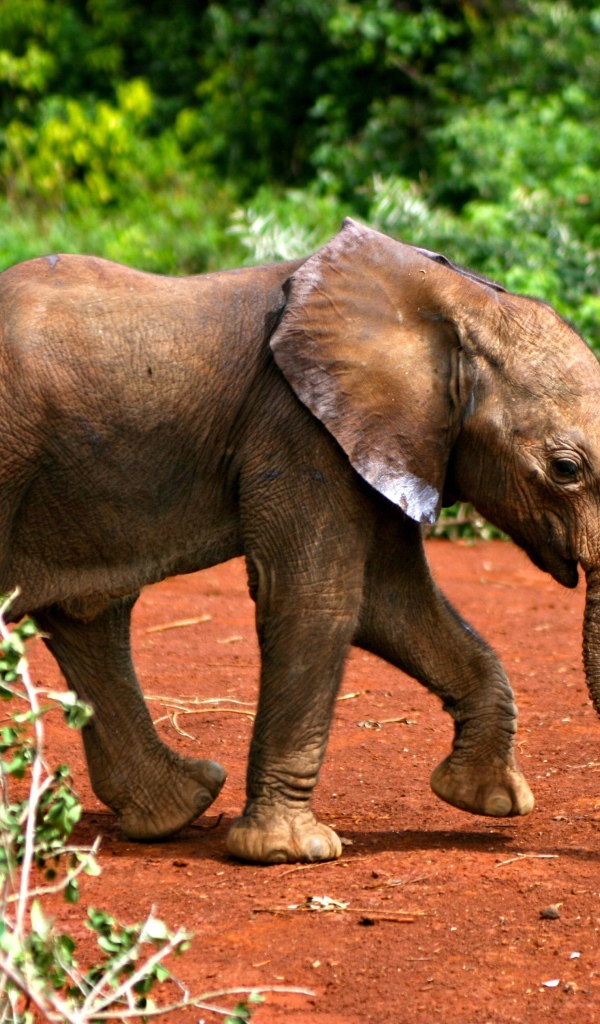 Маленький забавный слоненок 