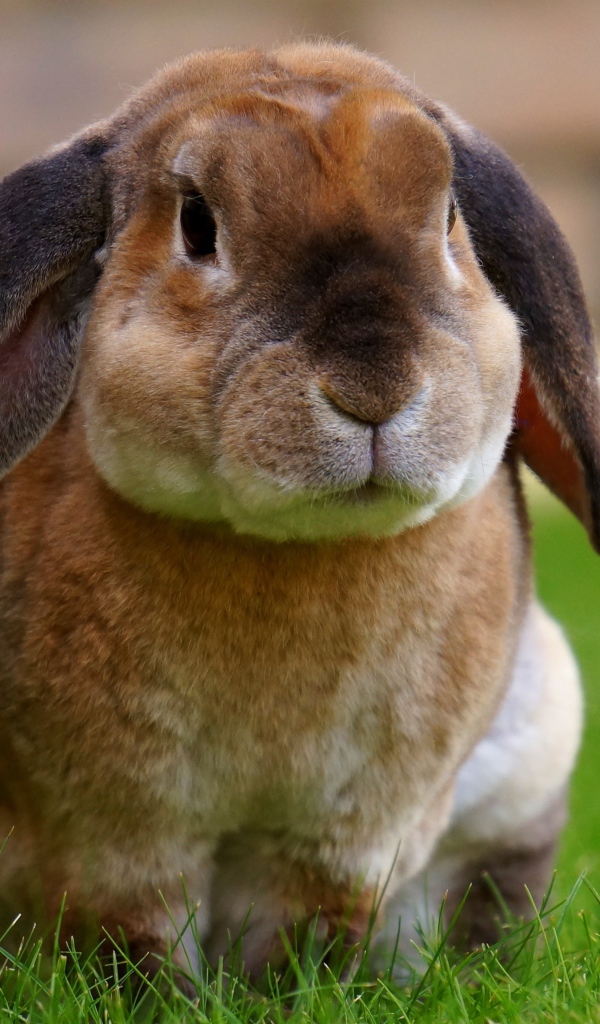 Большой кролик сидит на зеленой траве