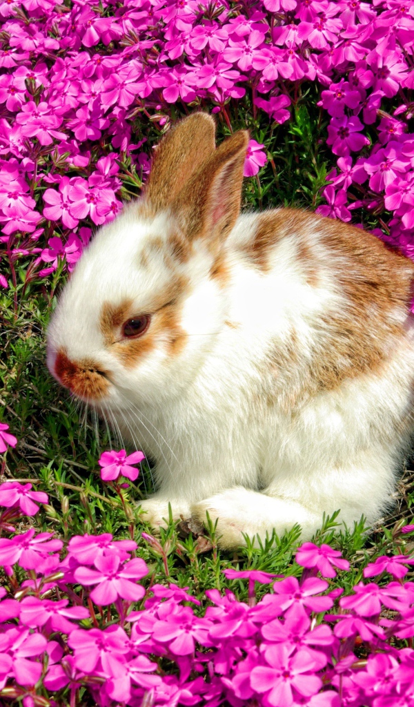 Декоративный кролик сидит в красивых розовых цветах