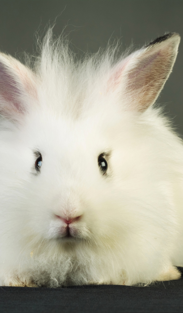 Пушистый белый декоративный кролик на сером фоне