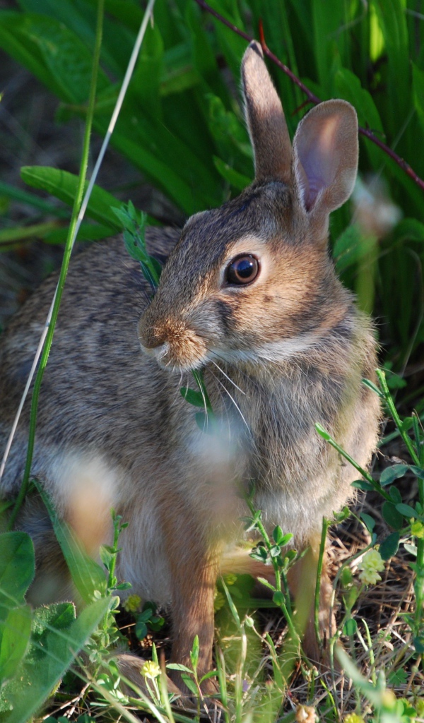 Серый заяц в зеленой траве
