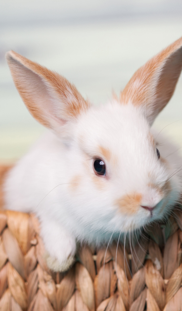 Little decorative rabbit in a basket