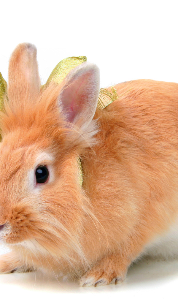 Red fluffy decorative rabbit in a bow on a white background