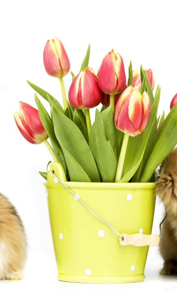 Два пушистых декоративных кролика с букетом тюльпанов на белом фоне