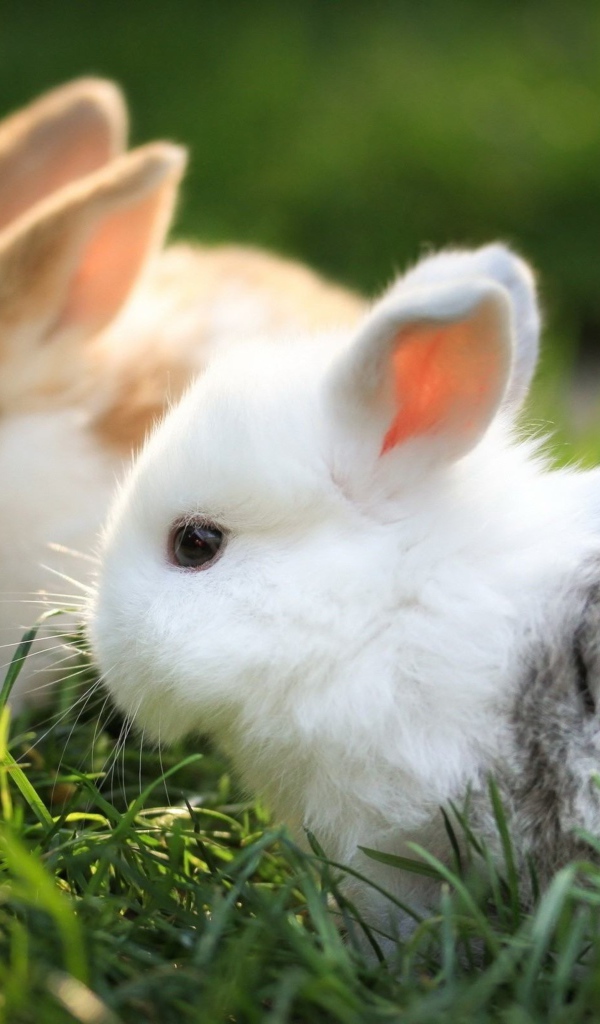 Два маленьких милых декоративных кролика в зеленой траве