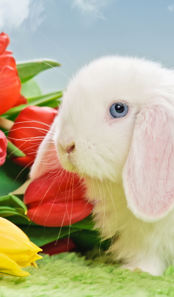 Белый голубоглазый кролик с букетом тюльпанов