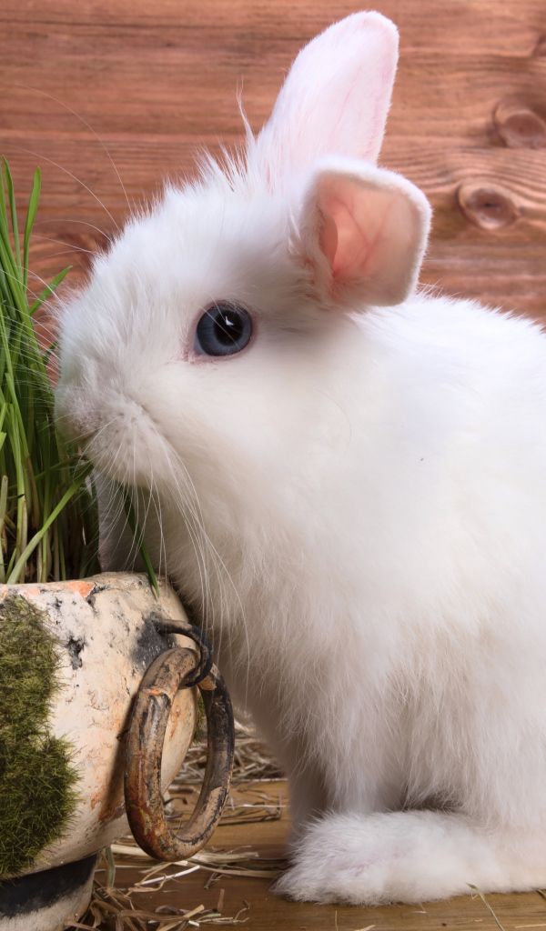 White fluffy decorative rabbit on wooden background