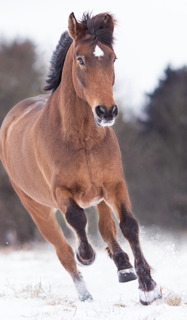 Коричневый конь бежит по снегу 