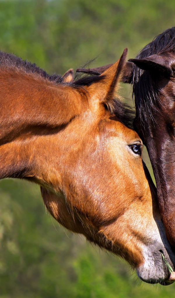 Влюбленная пара коричневых лошадей