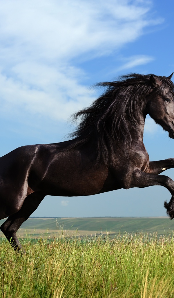 Красивый черный конь на фоне голубого неба