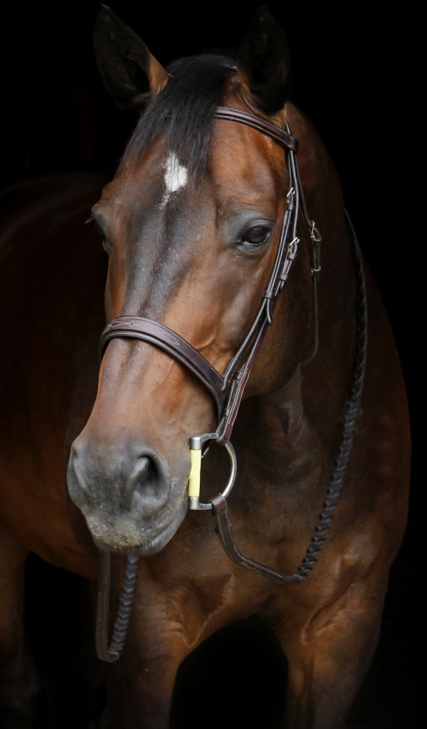 Красивый коричневый конь на черном фоне