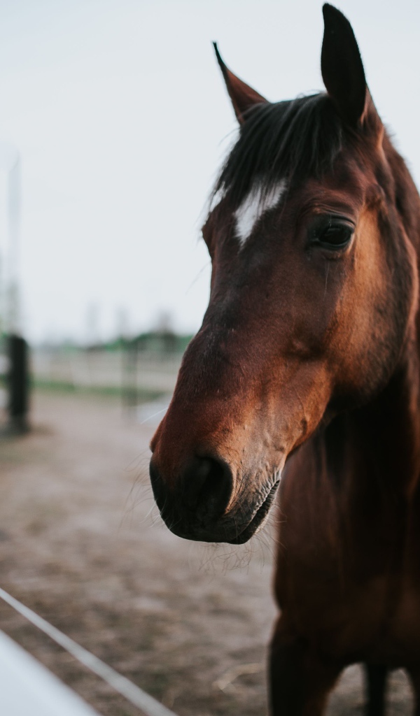 Красивый коричневый конь на ферме крупным планом