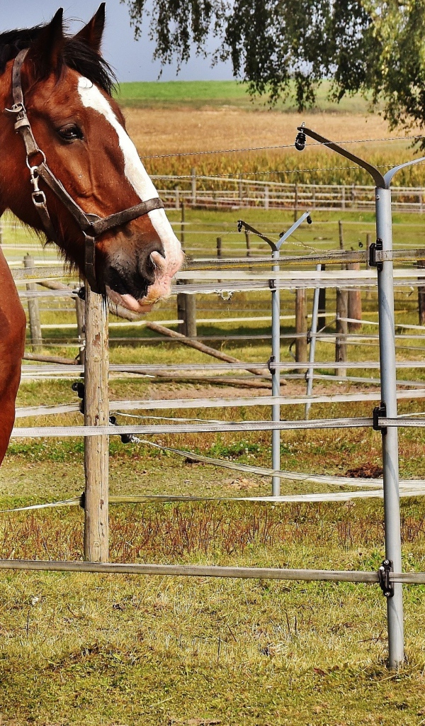 Красивый коричневый конь на ферме