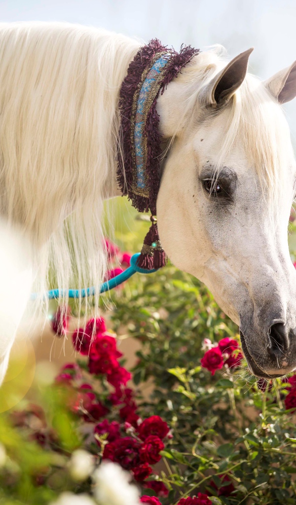 Красивая белая лошадь у красных цветов розы