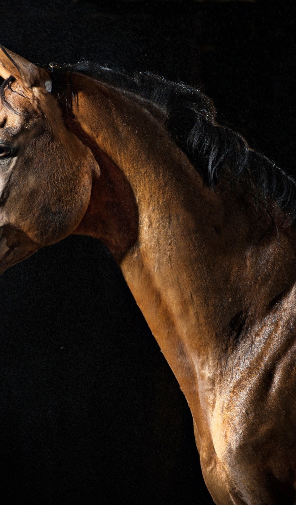 Большой коричневый конь на черном фоне