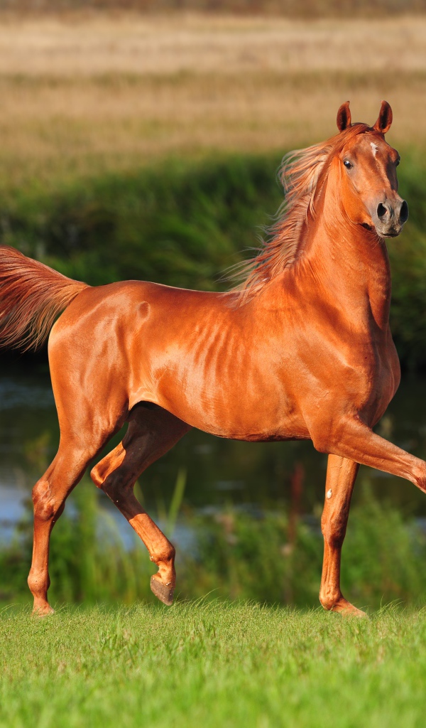 Грациозная коричневая лошадь у реки