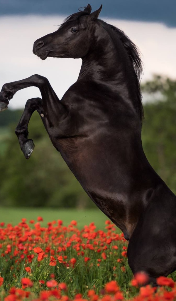 Прыжок коня на поле с красными маками
