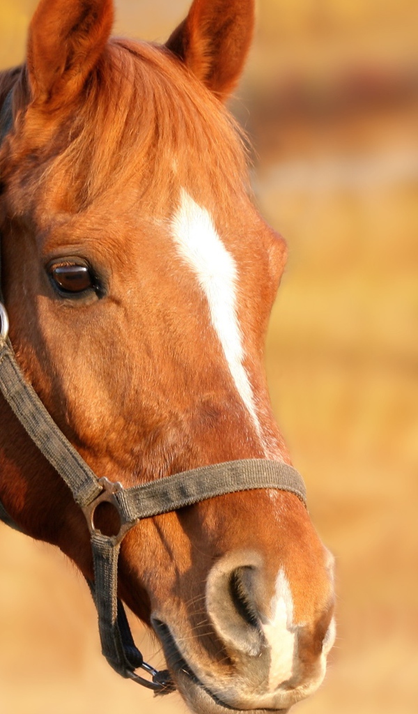 Морда коричневой лошади
