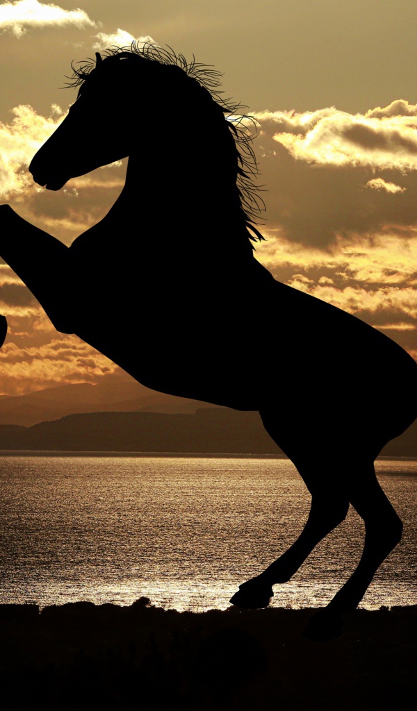 Silhouette of a horse at sunset by the sea