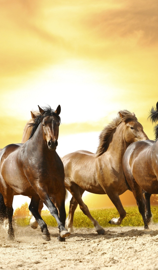 Табун лошадей скачет на закате солнца