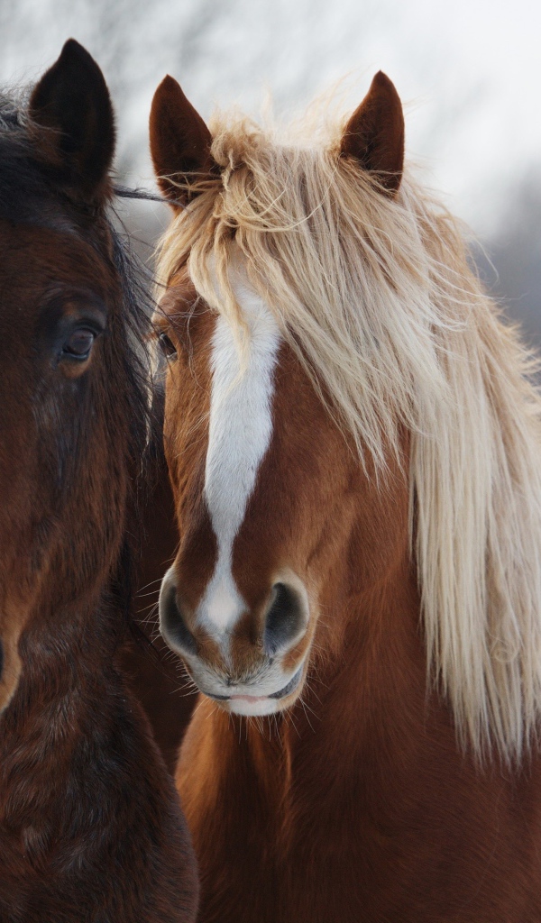 Две красивые коричневые лошади 