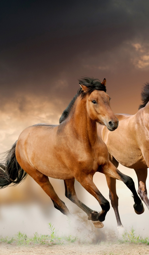 Две коричневые лошади скачут по полю