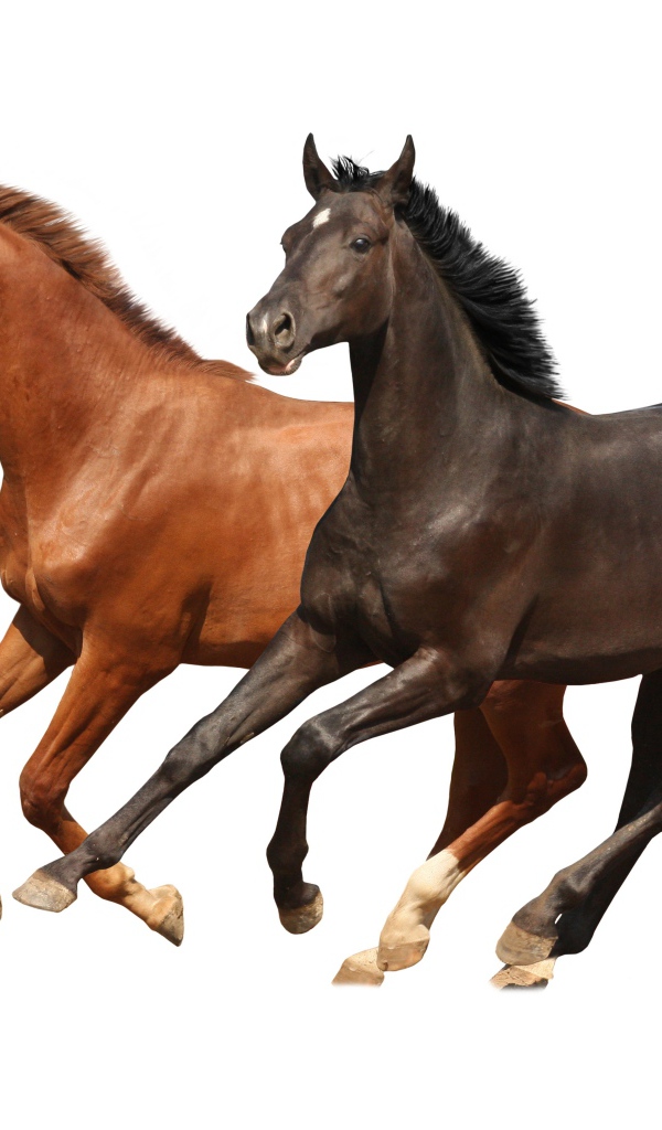 Two brown horses jumping against a white background