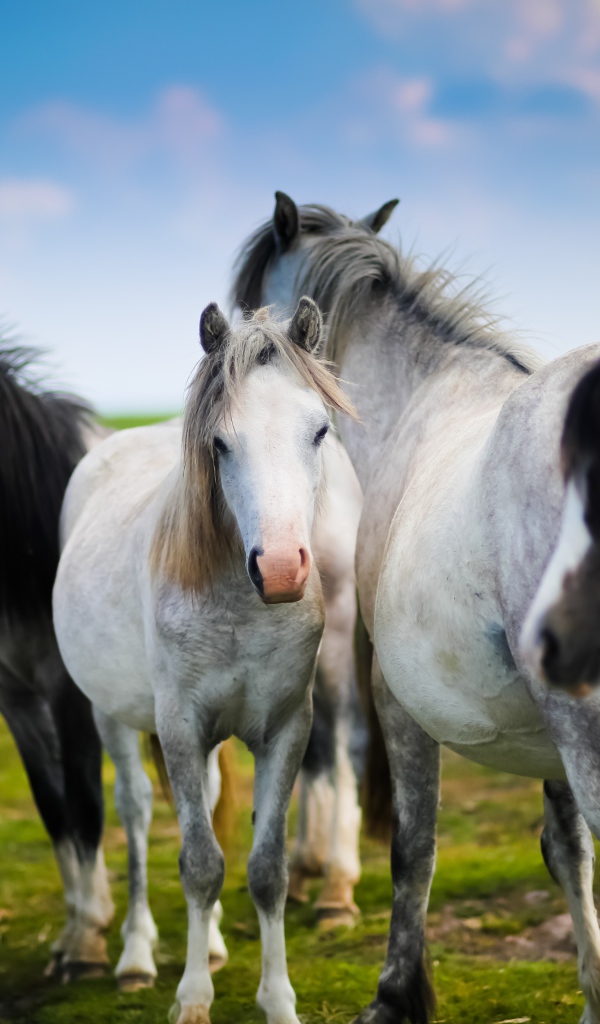 White and black horses on a green meadow